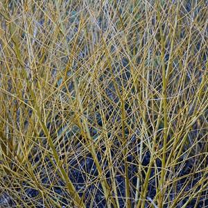 Salix alba var. vitellina 'Golden Ness',Golden Willow 'Golden Ness', Salix alba 'Ness', Deciduous Shrubs, Foliage, Fall color, Winter color, Yellow bark, Yellow Bark